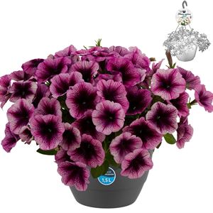 Afbeelding van HP27 o.kl. Petunia Purple veins